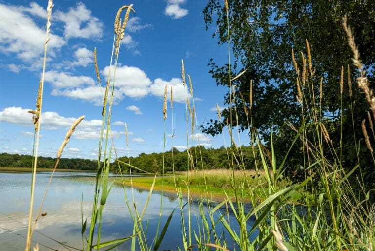 Etang de La Dombes in the department of Ain — Le Domaine de Sainte-Croix à Sainte-Croix
