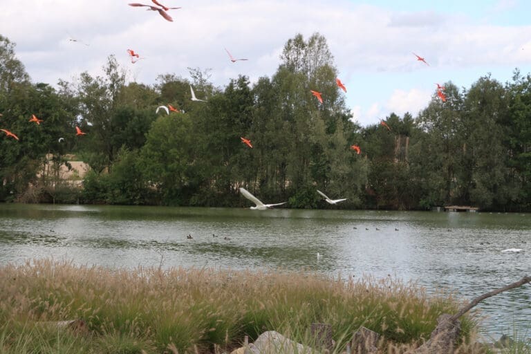 Flying ibis and spoonbill — Le Domaine de Sainte-Croix à Sainte-Croix