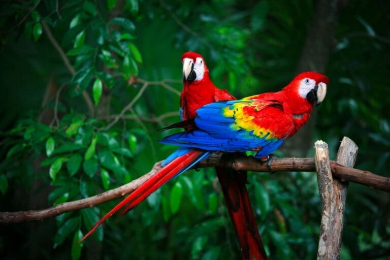 Scarlet macaws — Le Domaine de Sainte-Croix à Sainte-Croix