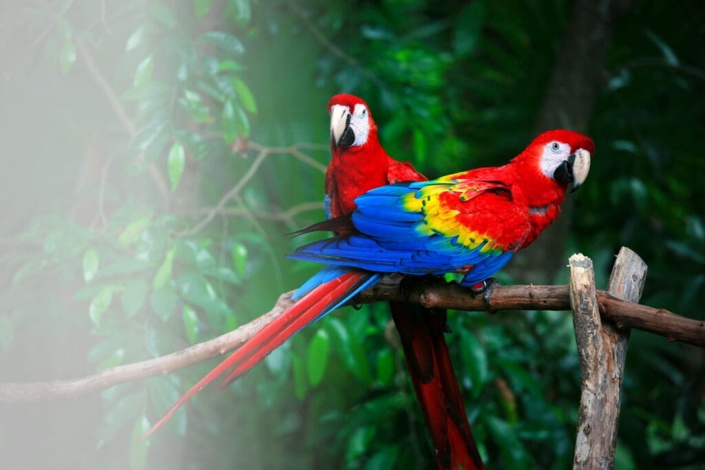 Parc des oiseaux villars les dombes lyon sejours thematique… — Le Domaine de Sainte-Croix à Sainte-Croix