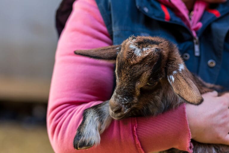 Goat farm in France — Le Domaine de Sainte-Croix à Sainte-Croix