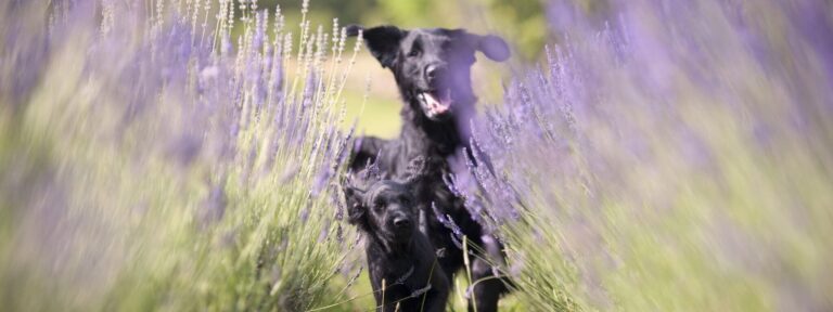 Image à la une — Partir en vacances avec son chien à Montbrun-les-Bains :…