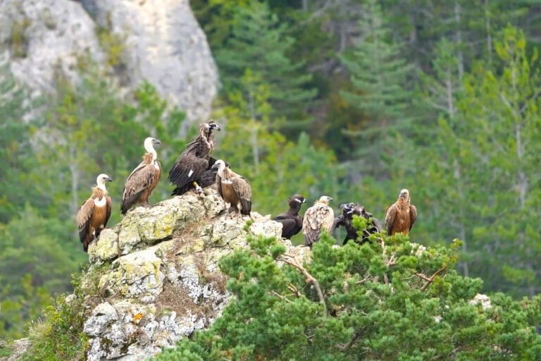 Vulture watching
